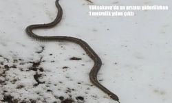 Yüksekova'da su hattı kazısında beklenmeyen olay: 1 metrelik yılan bulundu