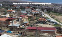 Baharın Müjdecisi 10 Yıldır Aynı Yuvada