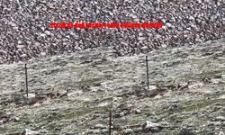 Elazığ'da Dağ Keçileri Görüntülendi