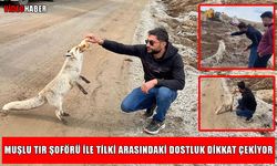 Muşlu TIR şoförü ile tilkinin sıra dışı dostluğu