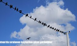 Tatvan’da elektrik tellerindeki kuşlar kartpostallık görüntü oluşturdu
