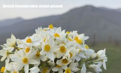 Derecik’te bahar geldi: Nergisler açtı