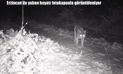 Erzincan’ın kırsalında yaban hayatı fotokapanlarla kaydediliyor