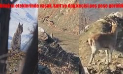 Akdağ eteklerinde nadir görüntü: Vaşak, kurt ve dağ keçileri aynı anda