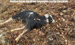 Tunceli’de kaçan küçükbaş hayvanları kurtlar parçaladı