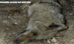 Elazığ’da otomobilin çarptığı kurt telef oldu