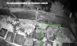 Bingöl’de kış uykusundan uyanan ayı arı kovanlarını dağıttı