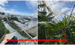 Bir Gecede Emekler Yok Oldu: Silifke’de Çiftçinin Büyük Kaybı