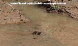 Erzurum’da doğa şöleni: Su samuru balık peşinde