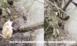 Kedi ile su samurunun saklambaç oyunu kameraya yansıdı