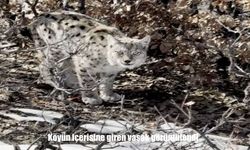 Yiyecek arayan vaşak yerleşim yerine indi