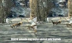 Tunceli’de doğayla iç içe anlar: Dağ keçileri trafiği durdurdu