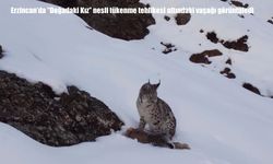 Erzincan’da nadir anlar: "Doğadaki kız" vaşak görüntüledi