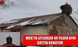 Muş’ta 44 yıllık dostluk: Leylekler geldi, bahar müjdelendi