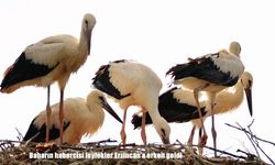 Erzincan’da Leylekler Bu Yıl Erken Geldi: Baharın Habercileri Martta Görüldü