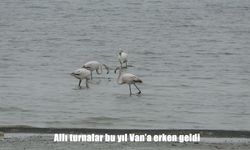 Van Gölü Kıyılarında Erken Bahar: Allı Turnalar Görüntülendi