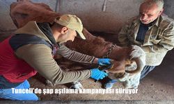 Tunceli'de şap aşılama kampanyası sürüyor