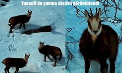 Tunceli'de şamua sürüsü görüntülendi