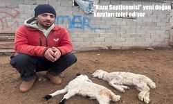 Erzincan’da kuzu ölümlerinin nedeni belli oldu: “Kuzu septisemisi”