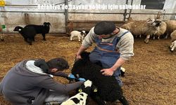 Erzincan’da saha çalışması: Hayvanlar aşılanıyor