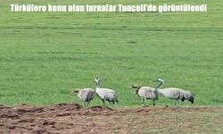 Tunceli’de nadir görülen turnalar balıkçının kamerasına yansıdı