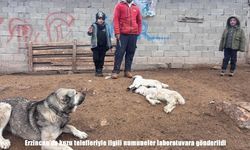 Erzincan’da kuzular peş peşe telef oldu, gözler analiz sonuçlarında