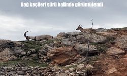 Tunceli’de dağ keçileri sürü halinde görüntülendi