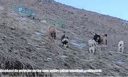 Hakkari’de ayı alarmı: Köye inen ayıları köpekler uzaklaştırıldı