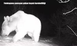 Erzincan’da fotokapana yansıyan yaban hayatı hareketliliği