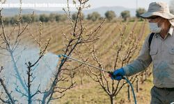 Tarım Müdürlüğünden üreticilere kritik uyarı: Bordo bulamacı zamanı geldi