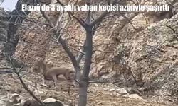 Elazığ’da 3 ayaklı yaban keçisi görüntülendi