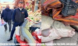 Elazığ’da 82 kiloluk dev turna balığına yoğun ilgi