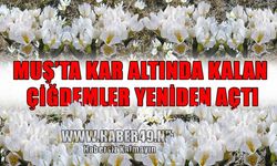 Muş’ta çiğdemler çiçek açtı