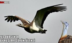 Toy kuşları yeniden Muş Ovası’nda