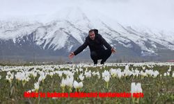 Bitlis’te Doğa Uyanıyor: Kardelenler Görsel Şölen Sundu