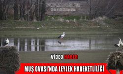 Baharın müjdecisi leylekler Muş Ovası’na döndü