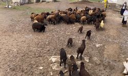 Ağrı Patnos’ta “Kuzu Katma” Geleneği: Kuzular Anneleriyle Buluştu