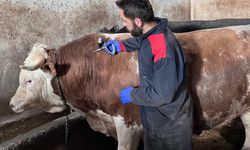 Çayırlı’da Büyükbaş Hayvanlara Aşılama Çalışmaları Devam Ediyor