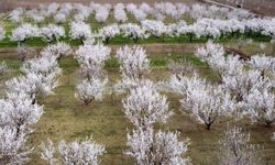 Erzincan’da Çiçek Açan Meyve Ağaçları Baharı Müjdeledi