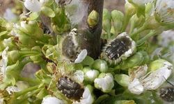 Meyve Üreticilerine “Bakla Zınnı” Zararlısı Uyarısı