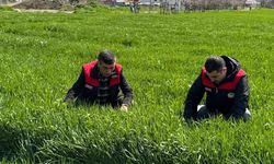 Elazığ’da Hububat Üreticilerine Hastalık Uyarısı