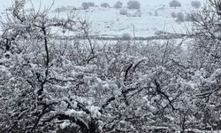 Malatya’da Kayısı Bahçeleri Kar Altında Kaldı