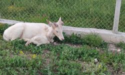 Elazığ’da Nadir Görülen Beyaz Alageyik Bahçede Görüldü