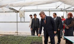 Erzincan Fide Üretiminde Bölgenin Zirvesine Yerleşti