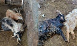 Hakkari’de Kurt Saldırısı: 12 Keçi Telef Oldu