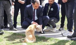 Iğdır’da Hayvan Bakımevi Ziyareti: Vali Taşolar Çalışmaları İnceledi