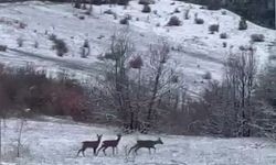 Refahiye’de Kar Altında Kızıl Geyik Görüntülendi