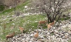 Elazığ Harput’ta Dağ Keçileri Görüntülendi
