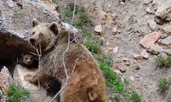 Tunceli’de Doğanın Nadir Anı: Anne Ayı ve Yavrusu Dronla Görüntülendi