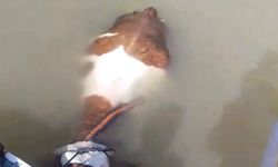 Elazığ’da Nehirde Mahsur Kalan Tosun Kurtarıldı